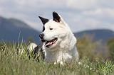 AKITA AMERICAIN 132